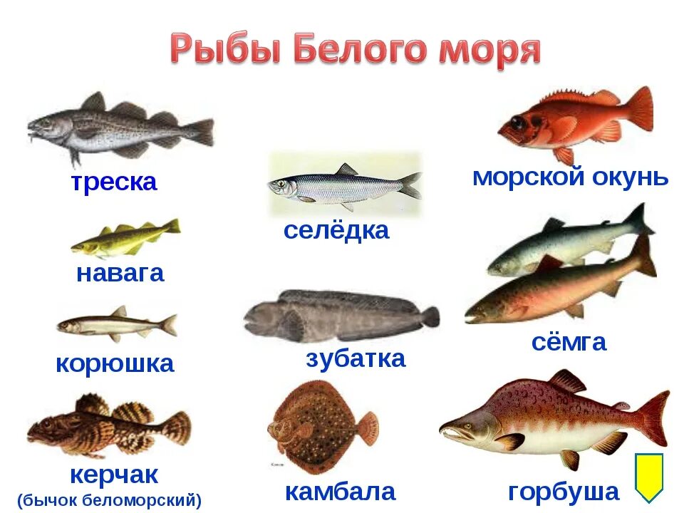 Какие рыбы водятся в море. Промысловые рыбы Баренцева моря. Рыба белого моря список. Морские рыбы с названиями для детей. Название промысловых морских рыб.