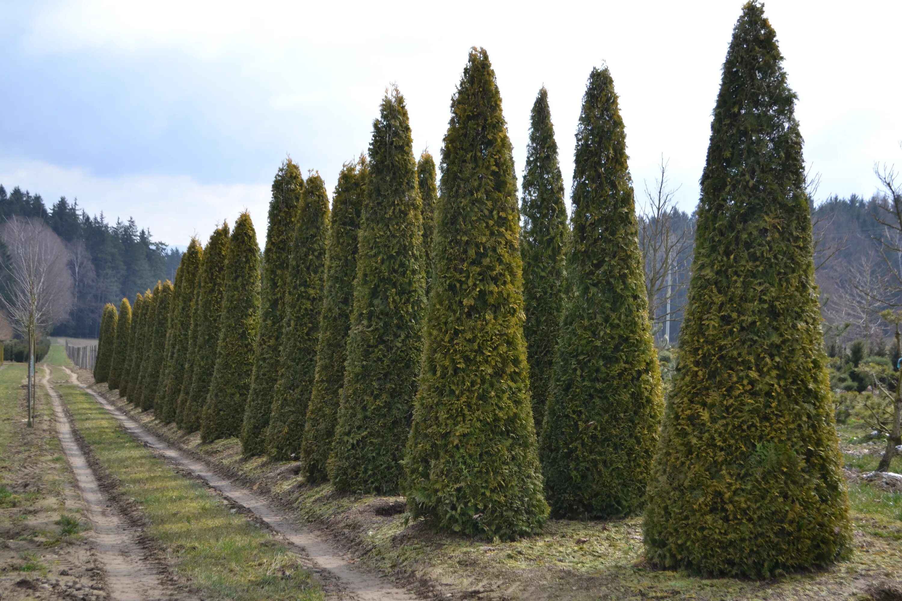 туя смарагд спираль. туя даника туя смарагд. можжевельник смарагд. можжевельник смарагд. туя западная голден смарагд (пирамидальная).