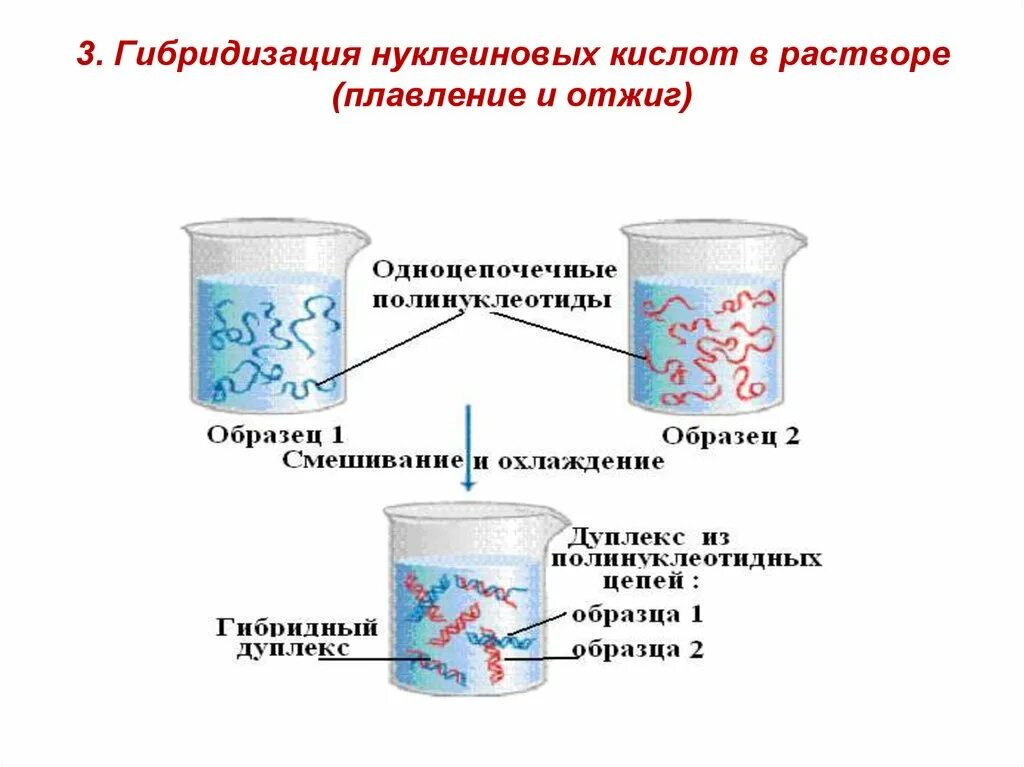 Методы гибридизации нуклеиновых кислот. Метод гибридизации нуклеиновых кислот. гибридизация нуклеиновых кислот. гибридизационный анализ нуклеиновых кислот.