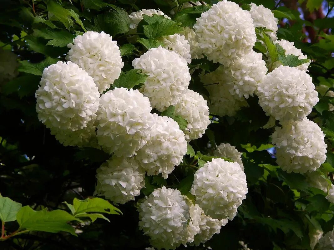 Snowball Bush Garden soil, Sedum plant, Backyard plants
