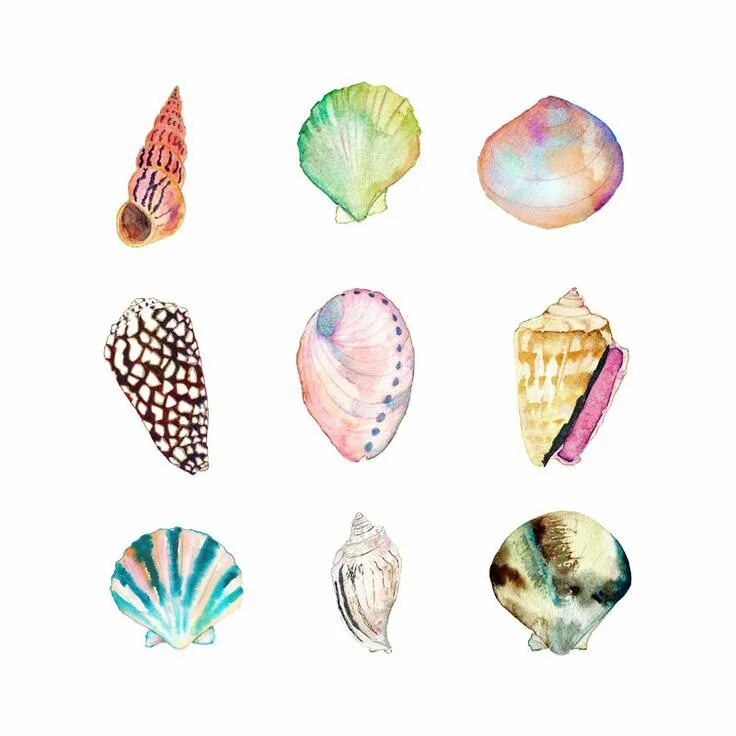 Shells born