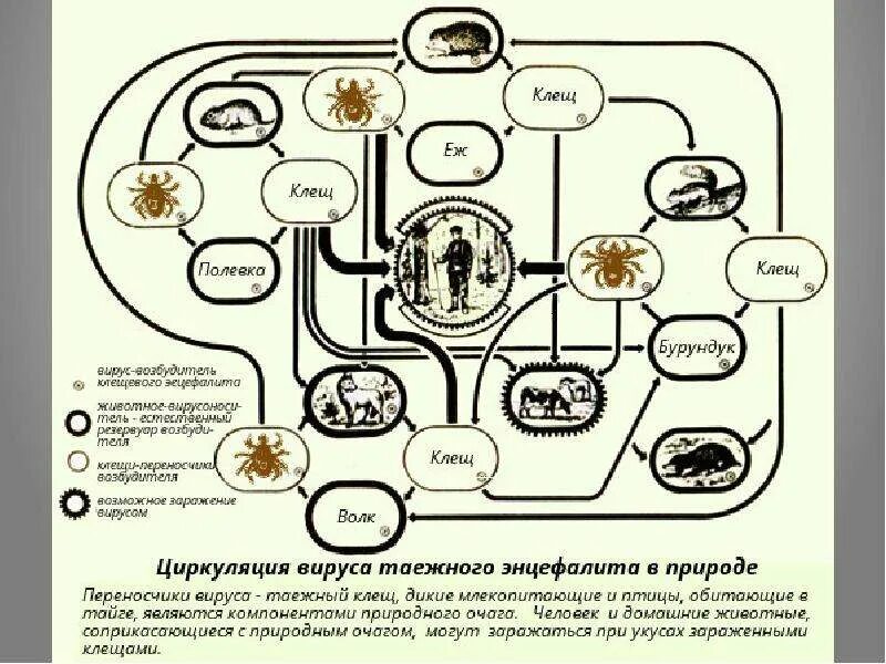 Жизненный цикл таежного клеща. Клещевой энцефалит цикл развития. Схема передачи клещевого энцефалита. Циркуляция вируса таежного энцефалита в природе.