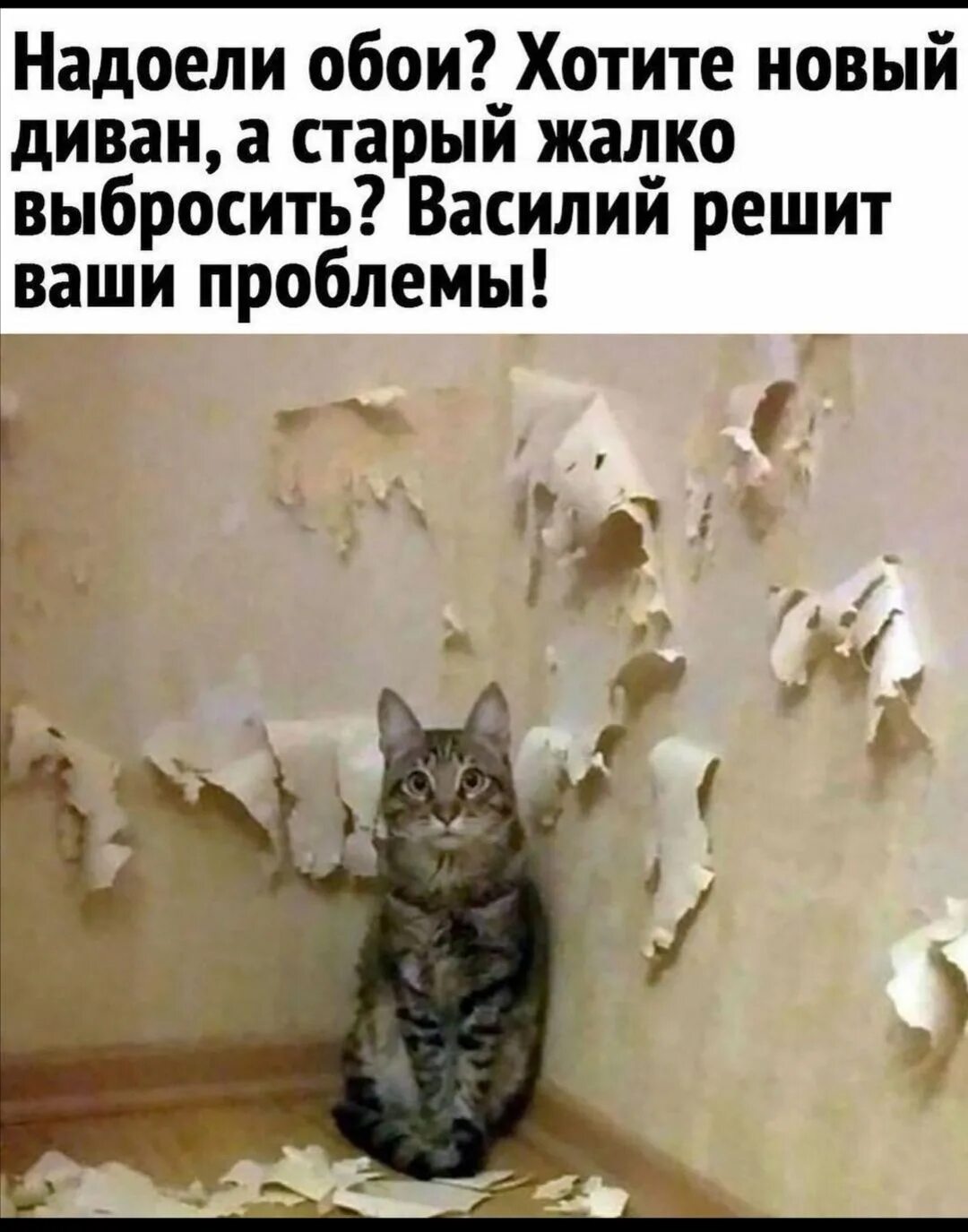 Заведи кота. Кошки успокаивают нервы. Завести котика. Кот ремонт. Кто решит вашу проблему