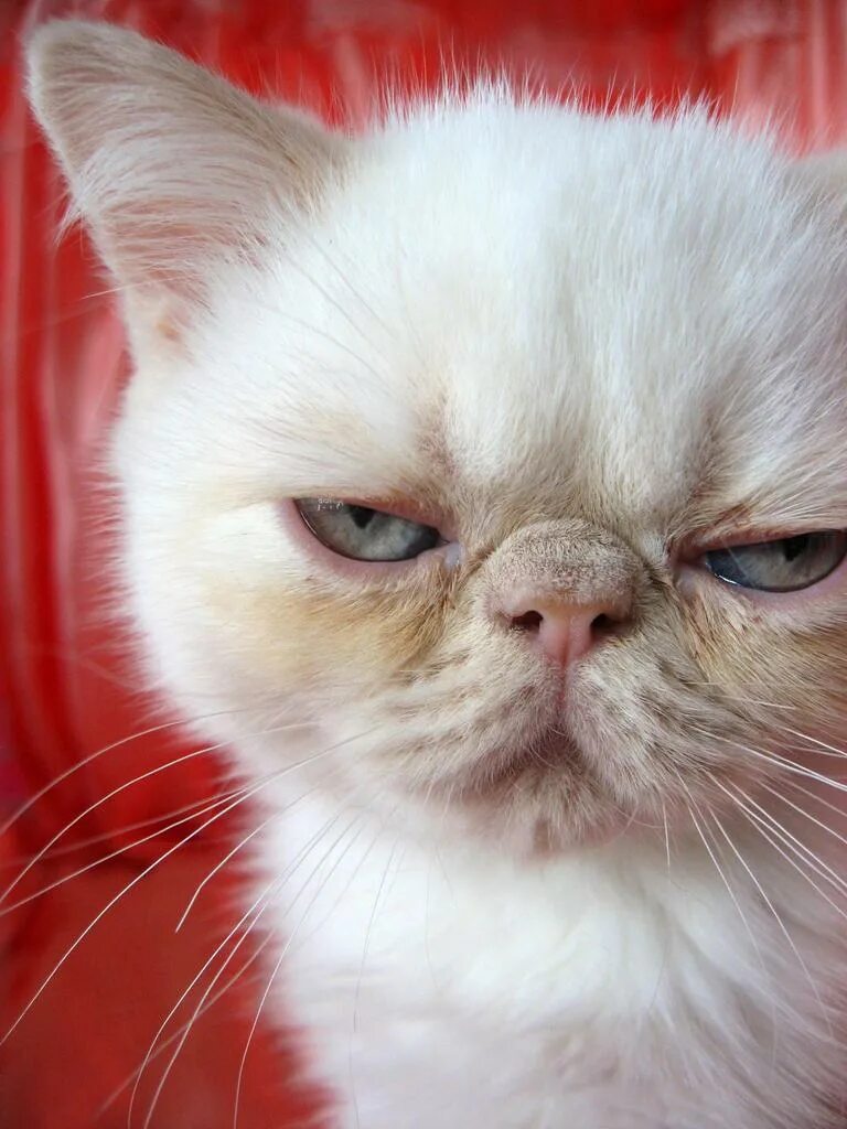 кошка экстремал. перс экзот экстремал. кошка экстремал. кошка экстремал. персидский котенок породы экстремал.