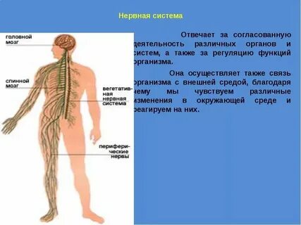 Нервная система и окружающая среда