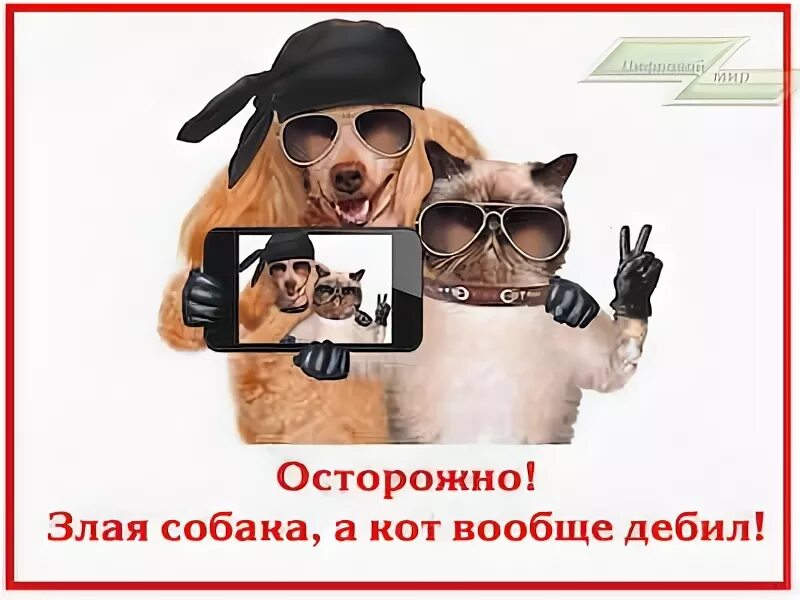 вообще придурок. осторожно злая собака а кот вообще. собака зверь а кот вообще дебил. вообще придурок. осторожно злая собака а кот вообще дебил табличка.