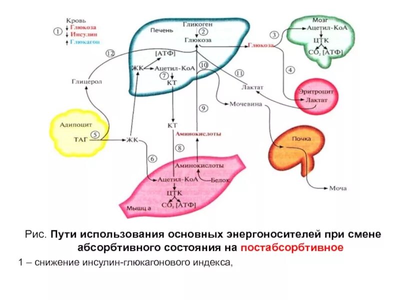 Печень атф. Гликоген Глюкоза инсулин. Влияние инсулина на уровень Глюкозы в крови биохимия. Инсулин и глюкагон функции. Влияние инсулина на уровень Глюкозы.