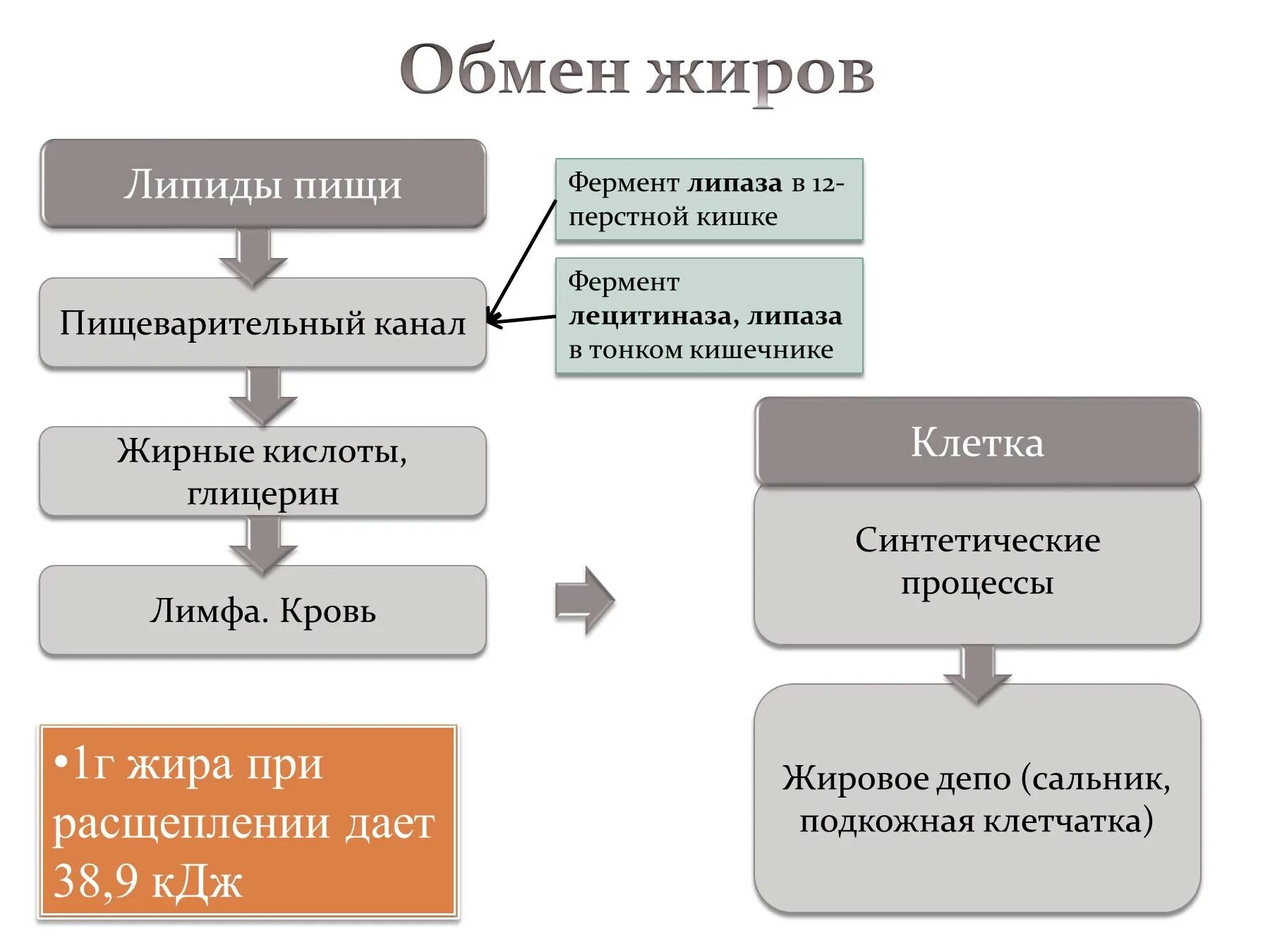 Схема жирового обмена. Обмен белков схема. Ферменты жирового обмена. Обмен жиров в организме схема.