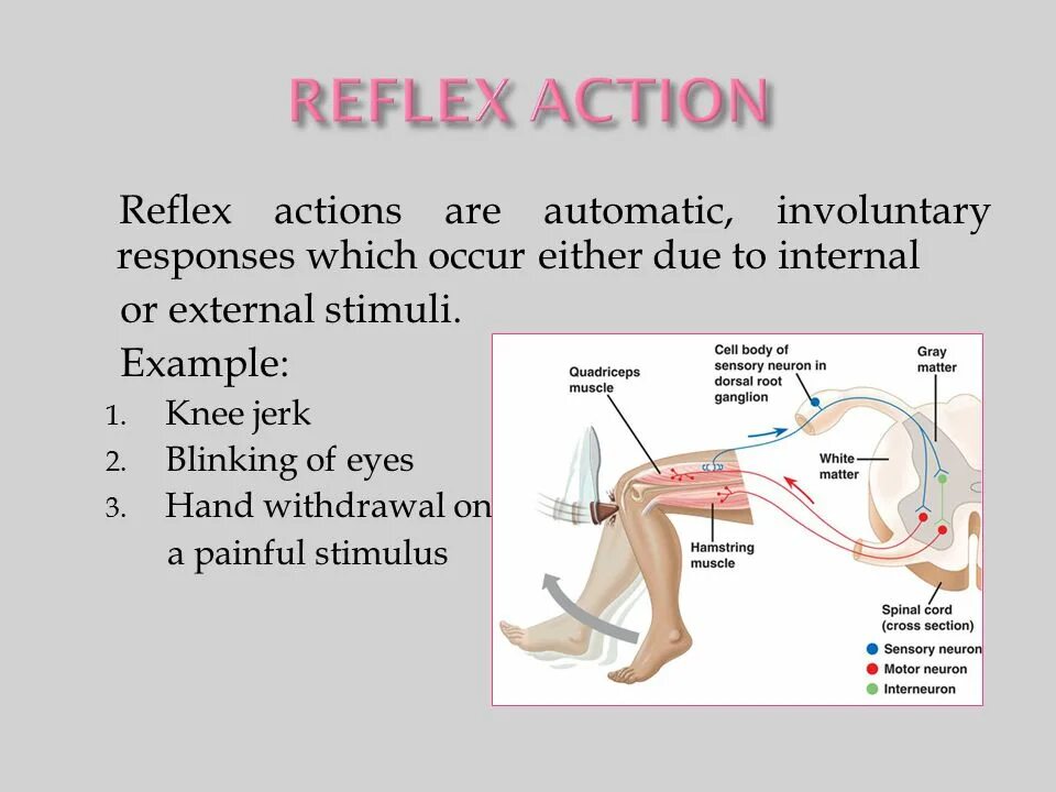 Reflex Actions. Английский Reflex. Involuntary Reflexes. Reflex Actions facts.