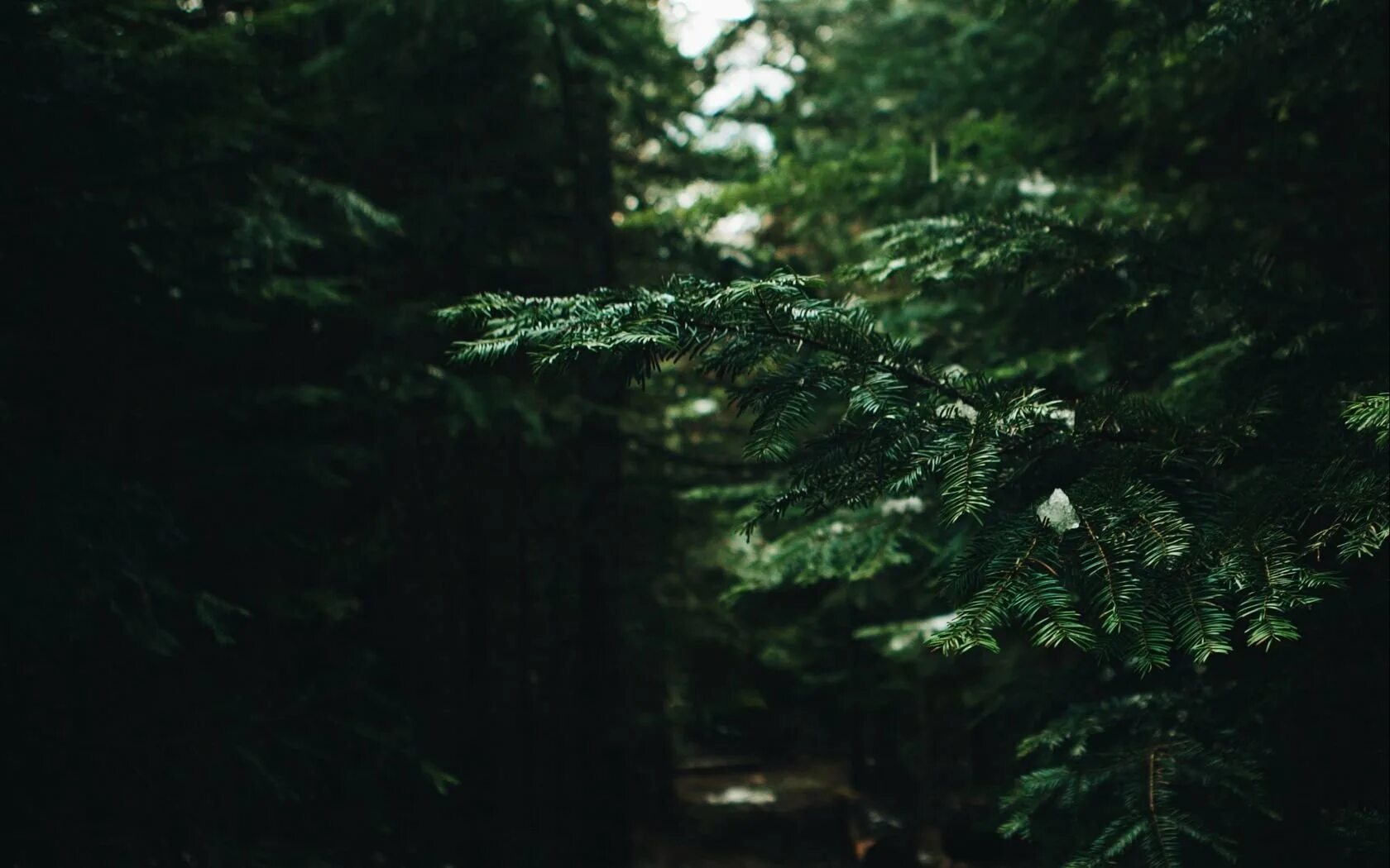 Темный лес хвоя Эстетика. Зелёный лес Эстетика. Темный хвойный лес. Еловый лес. Темно хвойный