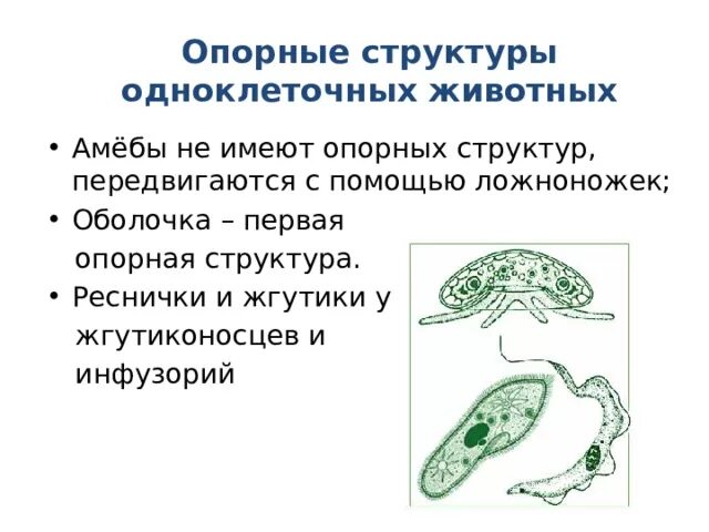 Опорно двигательная система скелет собаки. Опорная структура животных. Строение опорно двигательной системы животных. Осевой скелет собаки. Скелет кошки строение.