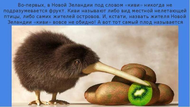 Почему киви называется киви. Киви птица. киви птица фрукт. птица киви ест фрукт киви. доклад про птицу киви.