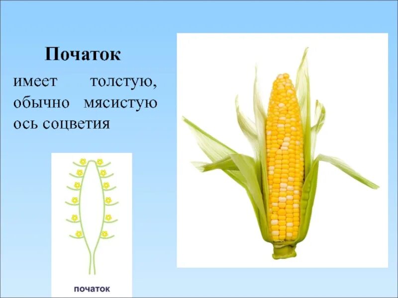 Початок 2. Строение початка кукурузы. Кукуруза соцветие початок. Строение початка кукурузы схема. Строение соцветия кукурузы.