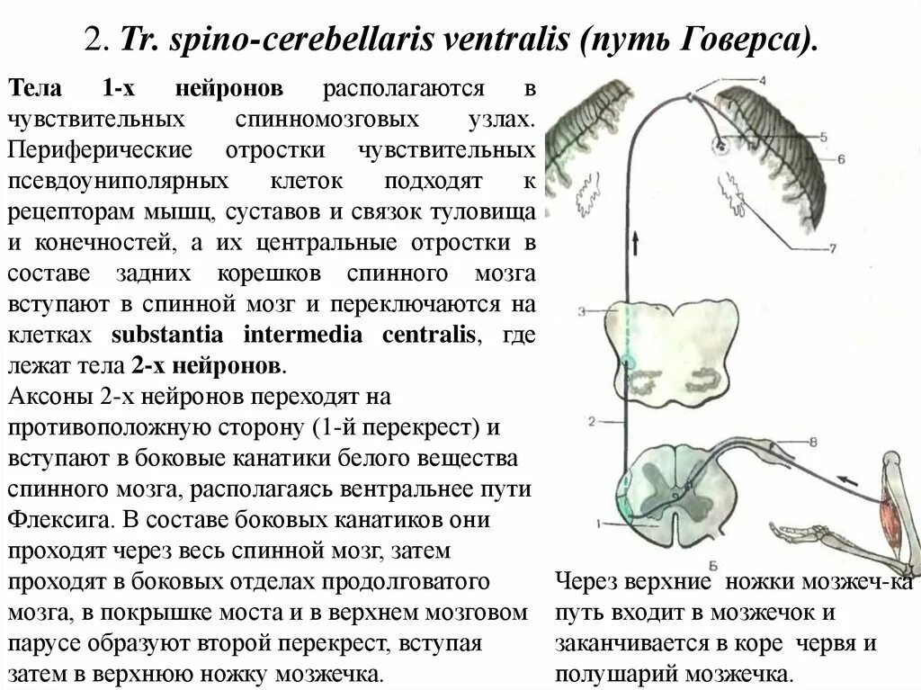 Спинно мозжечковые пути. Спинно-мозжечковый путь Говерса. Передний спинно-мозжечковый путь Говерса. Путь Флексига и Говерса. Передний и задний спиномозжечковые пути.