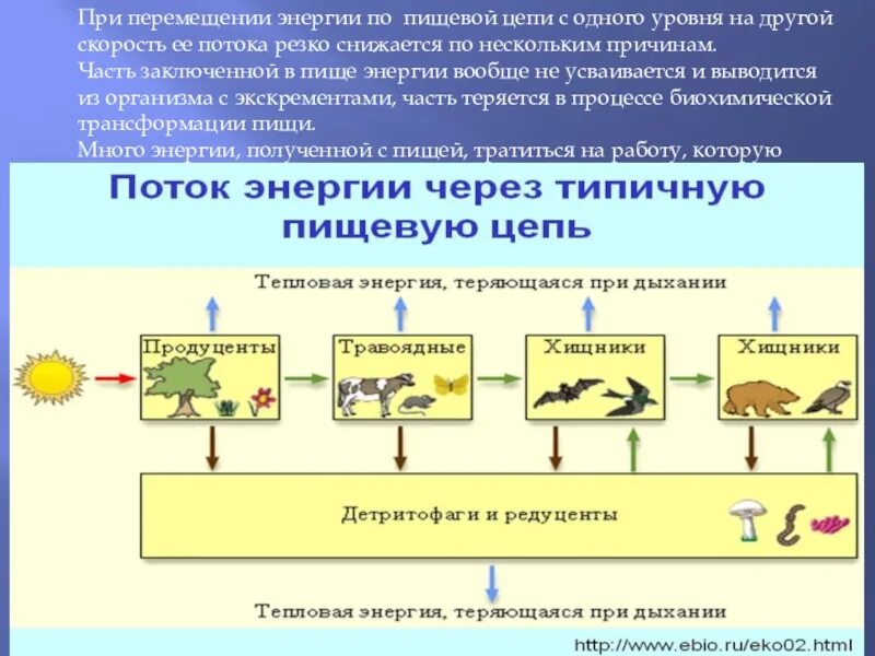 Экосистемы 11 класс биология конспект. Потоки вещества и энергии в экосистеме. Поток энергии в экосистемах. Круговорот энергии в экосистеме. Поток вещества в экосистеме.