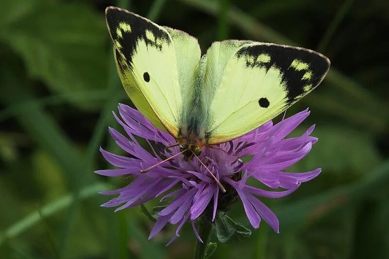Загадка про бабочку. Бабочки окружающий мир 2 класс. Опыление бабочками. Troides rhadamantus бабочка. Какие предметы можно назвать бабочка.