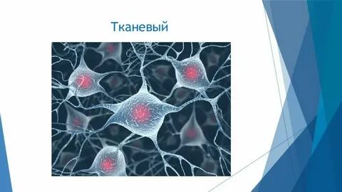 Системы органов многоклеточного организма