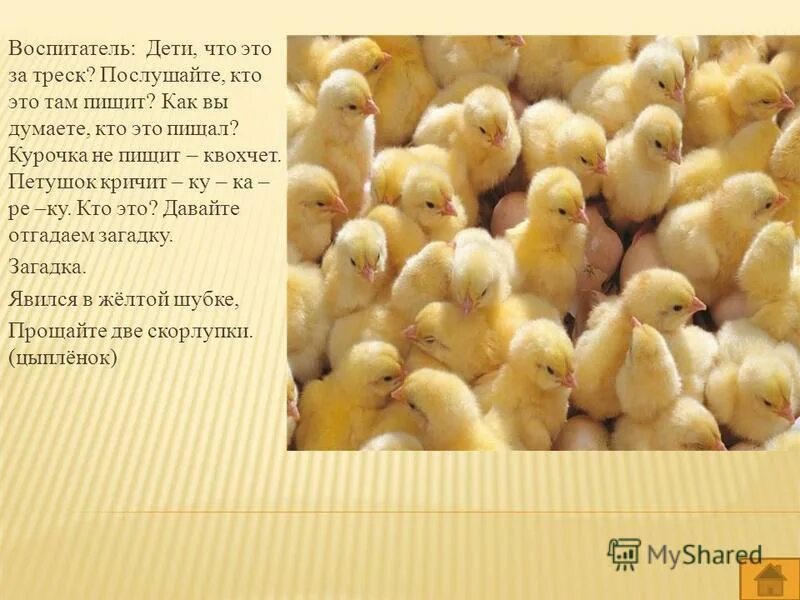 Открытки с курочками. Детишек воспитать не курочек пересчитать. Детишек воспитать не курочек пересчитать. Русская пословица радость в. Развитие речи презентация на тему где мы были, что мы видели.