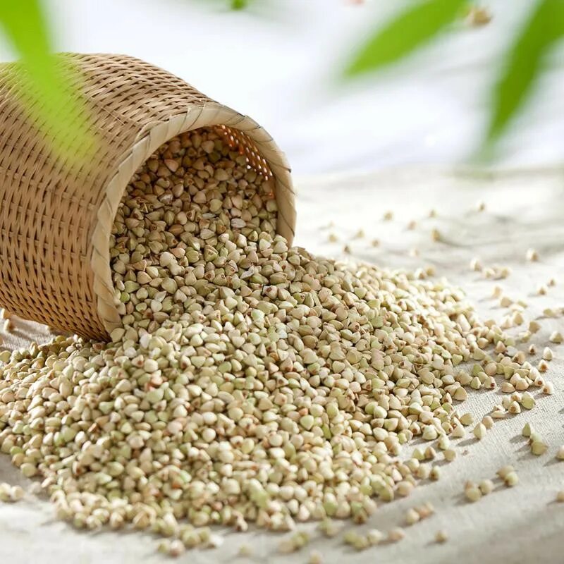 Просо и сорго. Растение гречневой крупы. Гречневую крупу получают из растения - гречиха. Гречиха посевная крупа. Цветущая гречиха поля алтая.