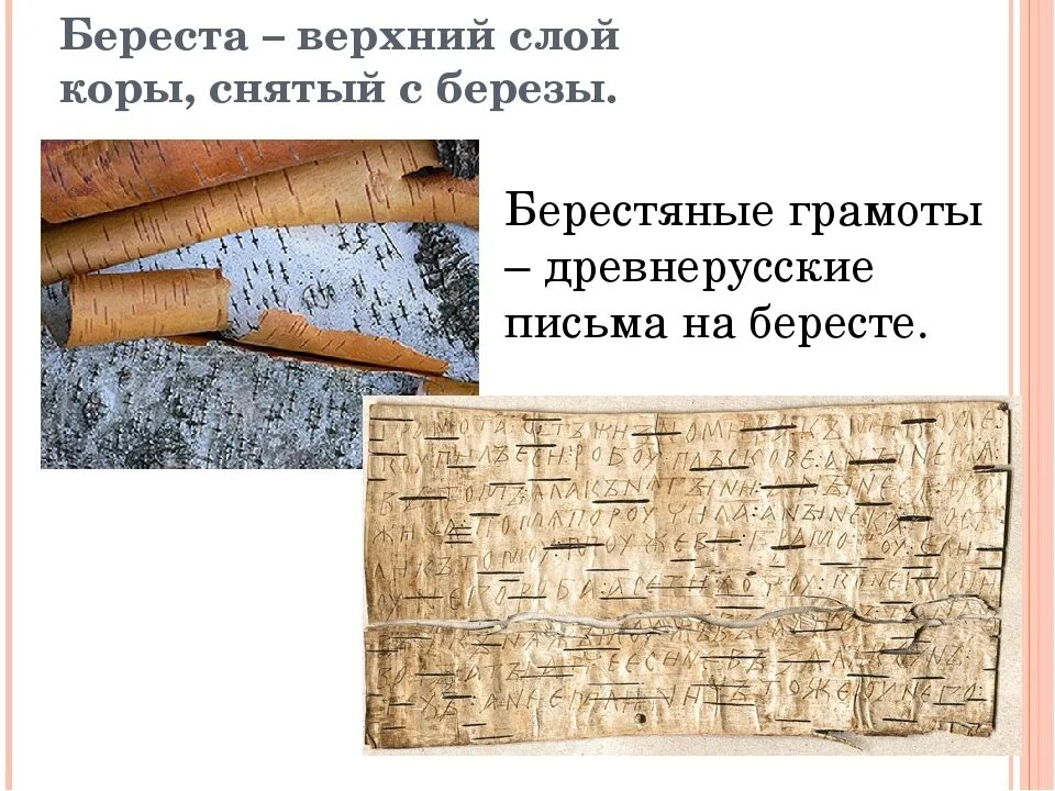 Какое из перечисленных ниже свойств коры березы. Верхний слой коры березы. Береста. Верхний слой коры береста. Какое из перечисленных ниже свойств коры березы.