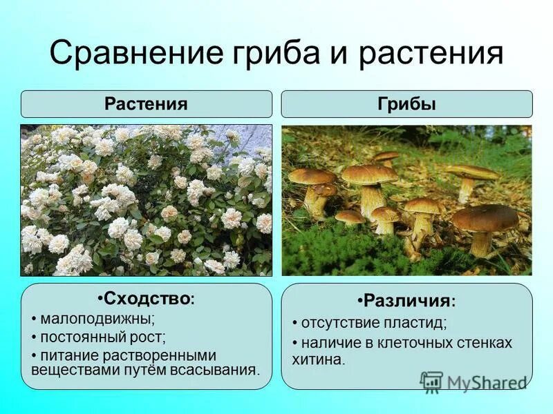 Признак отличающий растения от животных. Окружающий мир 3 класс отличие грибов от растений и животных. сходства и различия грибов и растений. сходство грибов и раст. грибы и растения сходства.