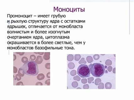 Моноциты это