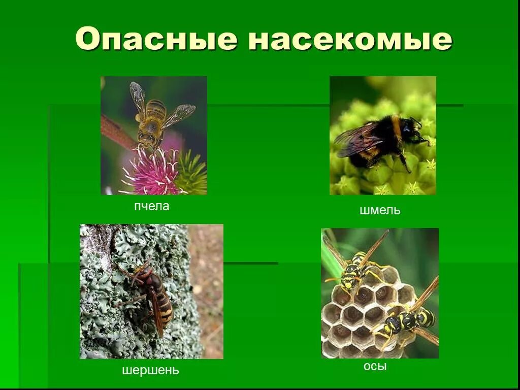 Опасные Лесные насекомыеэ. Лесные опасности ядовитые насекомые. Ядовитые насекомые 2 класс. Лесные опасности 2 класс окружающий мир презентация