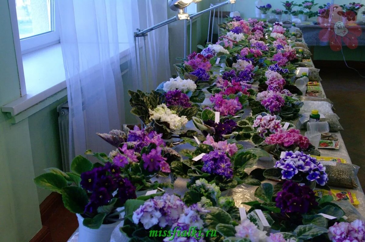 Фиалка saintpaulia. Фиалка узамбарская фиолетовая. Ол фиалки. Сенполия узамбарская фиалка. Фиалка синий оксамит.