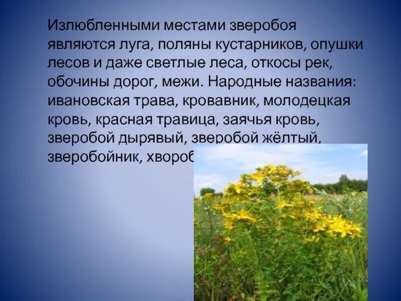 Цветок является символом оренбуржья. Цветок является символом оренбуржья