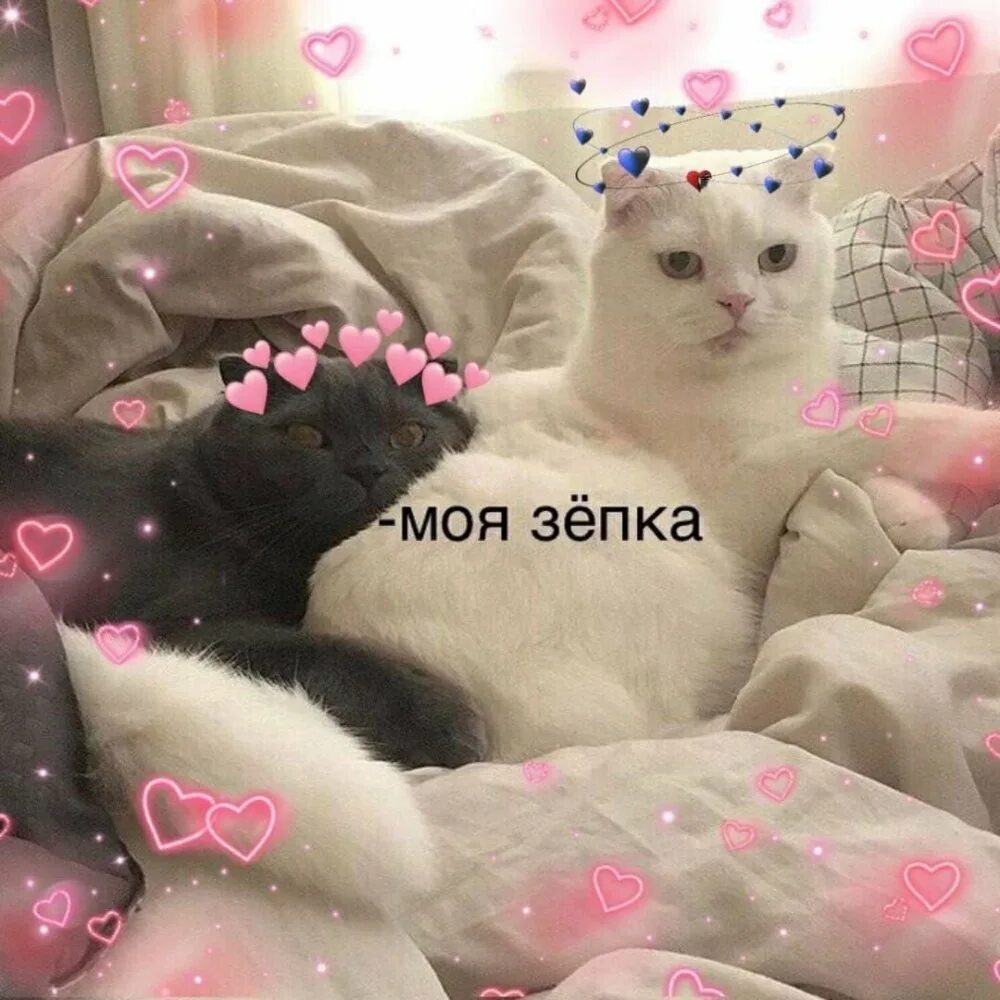 Рядом со мной кот. Милые пикчи с котами. тьмок котики. коты с милыми надписями. милые котики с надписями.