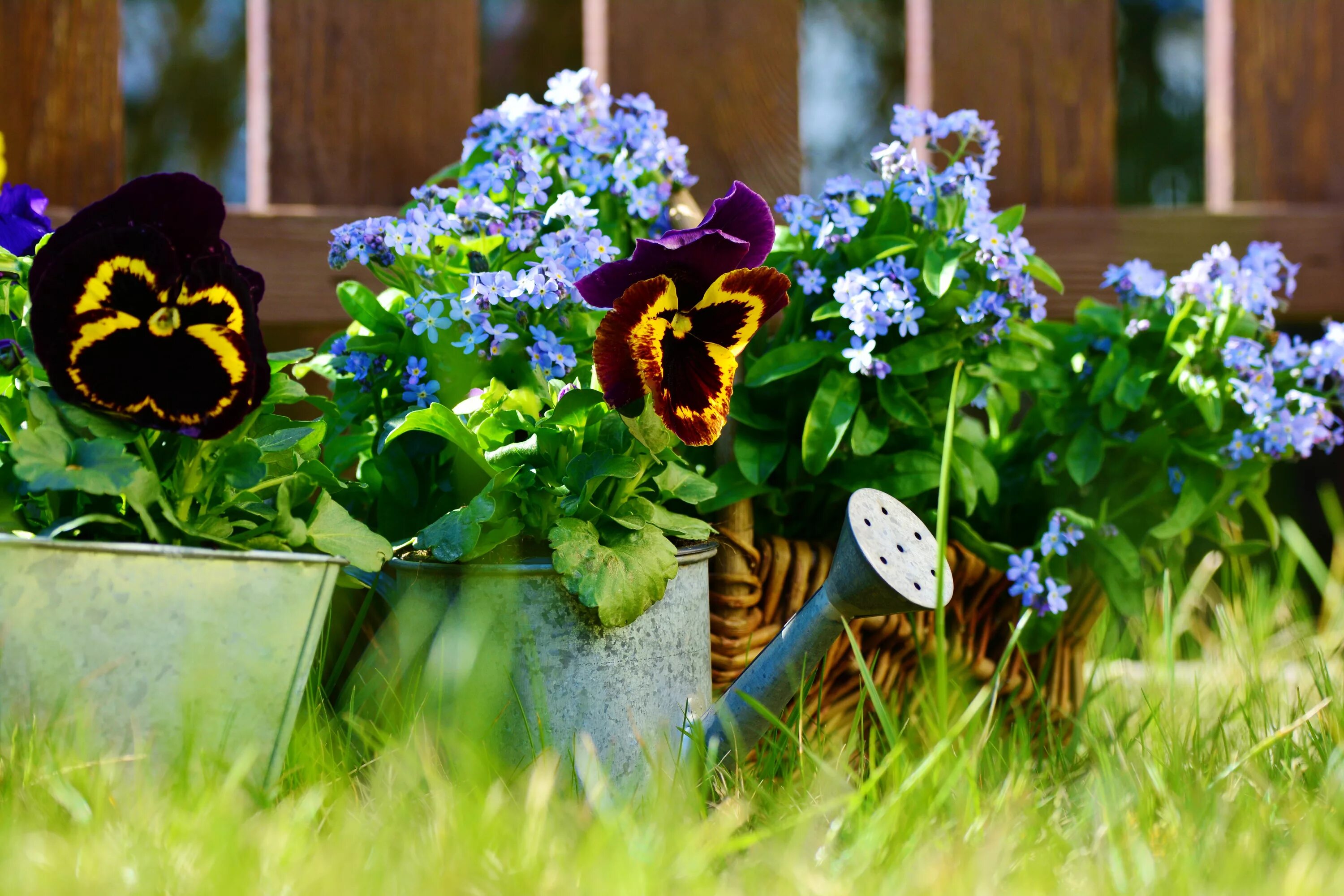 There are many flowers in the garden