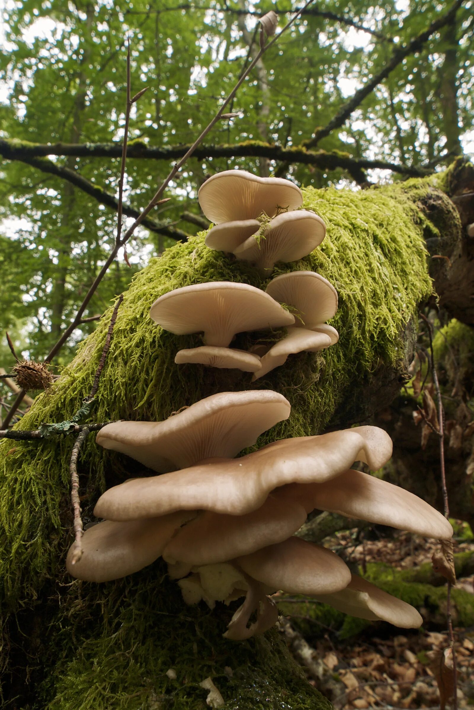 Как выглядят вешенки. Гриб Pleurotus pulmonarius. Pleurotus ostreatus гриб. Вешенка легочная Pleurotus pulmonarius. Вёшенка обыкновенная Лесная.