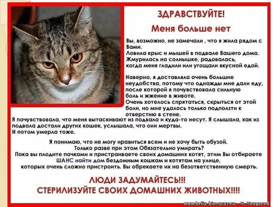 Помоги выбрать кота. Стерилизуйте домашних животных. Памятка для хозяев котят. Статью о котиках.