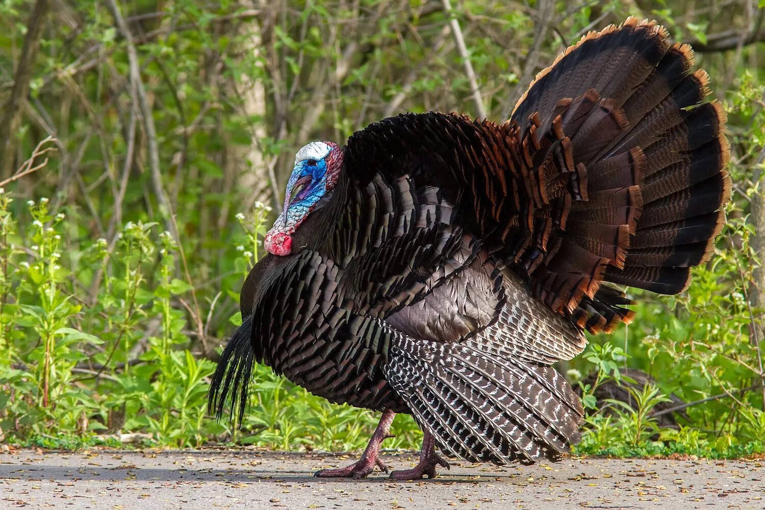 Картинка индюк. Индейка обыкновенная meleagris gallopavo. Индюк Московский бронзовый. Бронзовая широкогрудая порода индеек. Индюк семейство фазановые.