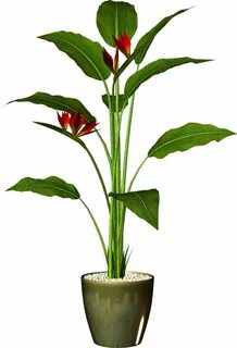 Цветы plant