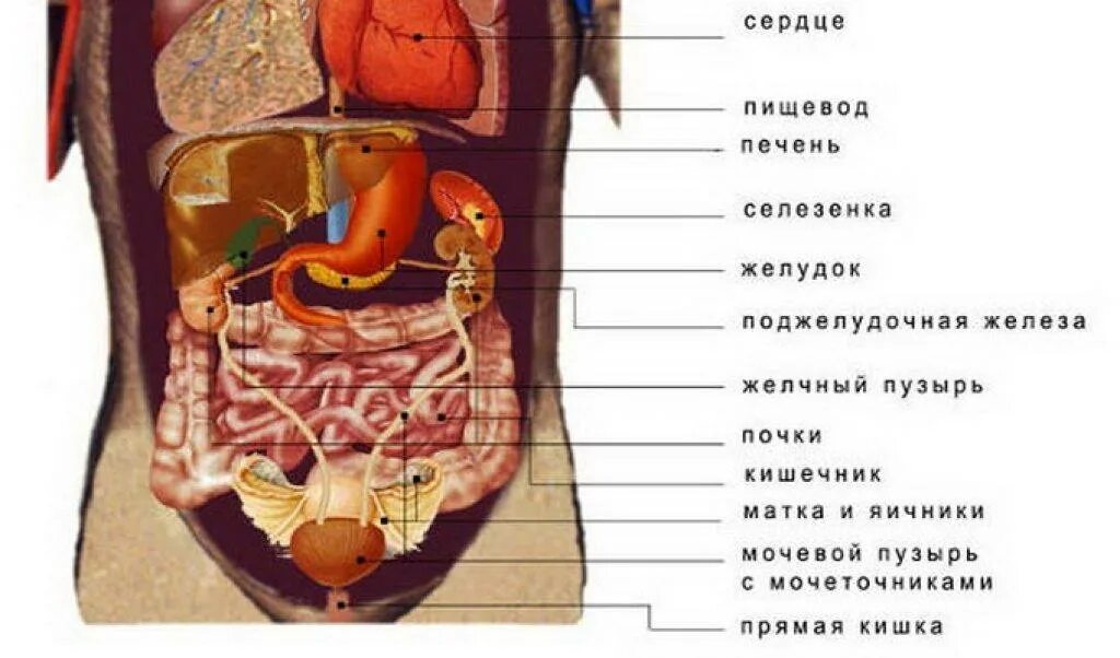 Печень почки легкие селезенка. Анатомия расположения желчного пузыря. Человеческие органы слева спереди. Анатомия человека внутренние органы расположение желчного пузыря.