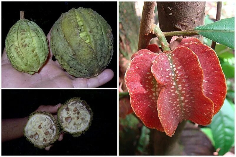 Carpotroche Brasiliensis. Съедобные плоды. Магнолия плоды съедобные. Съедобные неизвестные плоды.