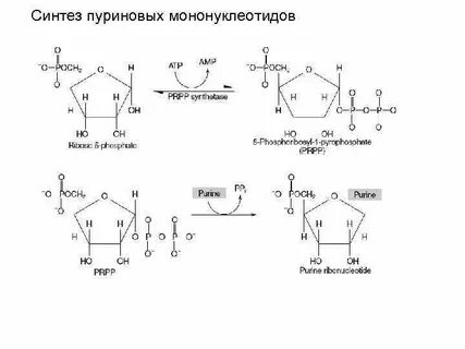 Мононуклеотид это