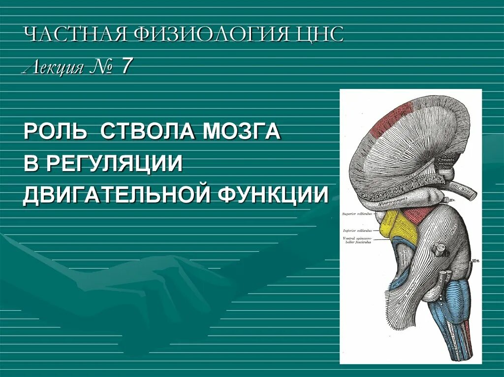 В состав ствола мозга входят. Физиология ствола головного мозга. Ствол головного мозга строение. Ствол мозга функции. Двигательная функция ствола мозга физиология.