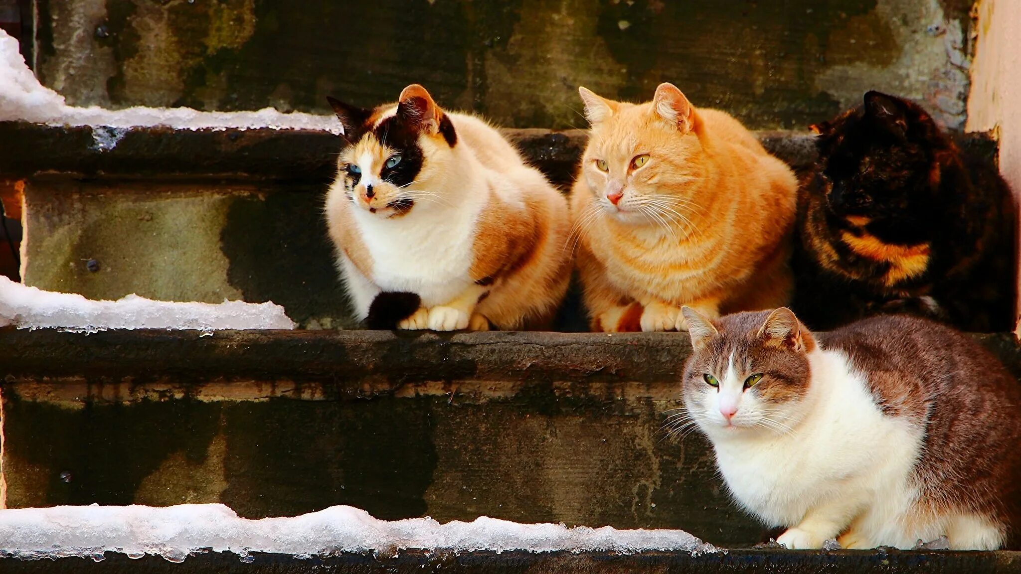Четверо котов. Три кошки. Много кошек. Кошки на рабочий стол. 4 Кота.