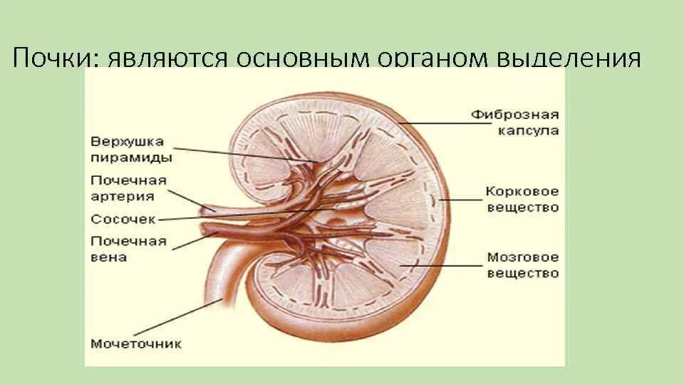 Как проходит мочеточник. Мочевыделительная система почки мочеточники. Почки мочеточники мочевой. Почки мочеточники мочевой пузырь. Мочеточник у мужчин строение.