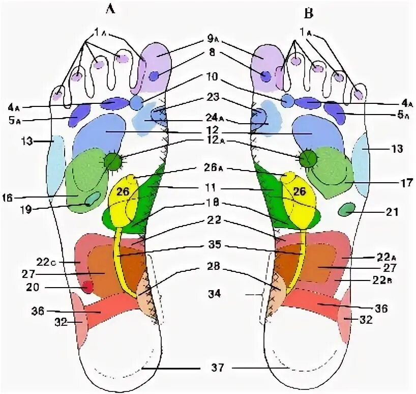 Энергетические каналы на стопе. Проекции органов на подошвенной поверхности стопы. Чакры на ступнях. Проекция органов на СТОРВ.