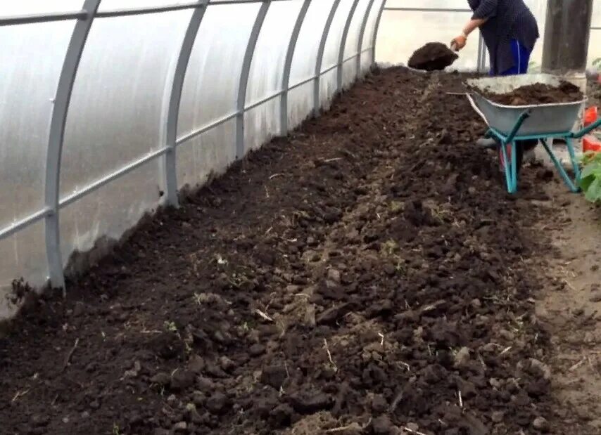 Можно ли класть навоз в теплицу. Теплица земля подготовка. Навозная грядка. Гряды в теплице. Можно ли класть навоз в теплицу.