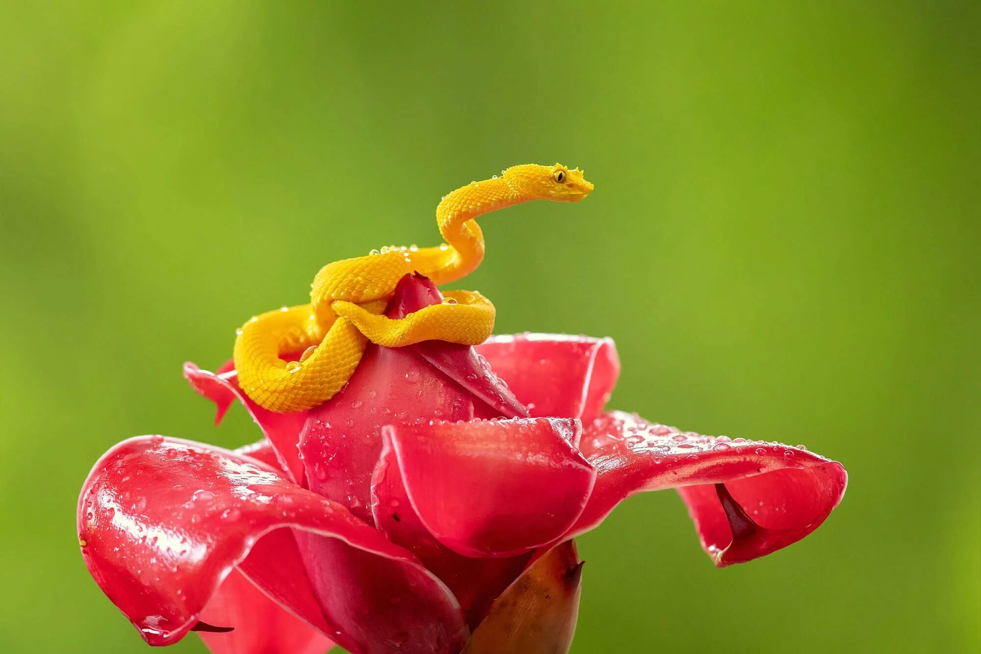 Змея и цветок 2. Цветок и змея. Змеях цветок. Змея в цветах. Змея с цветочком.