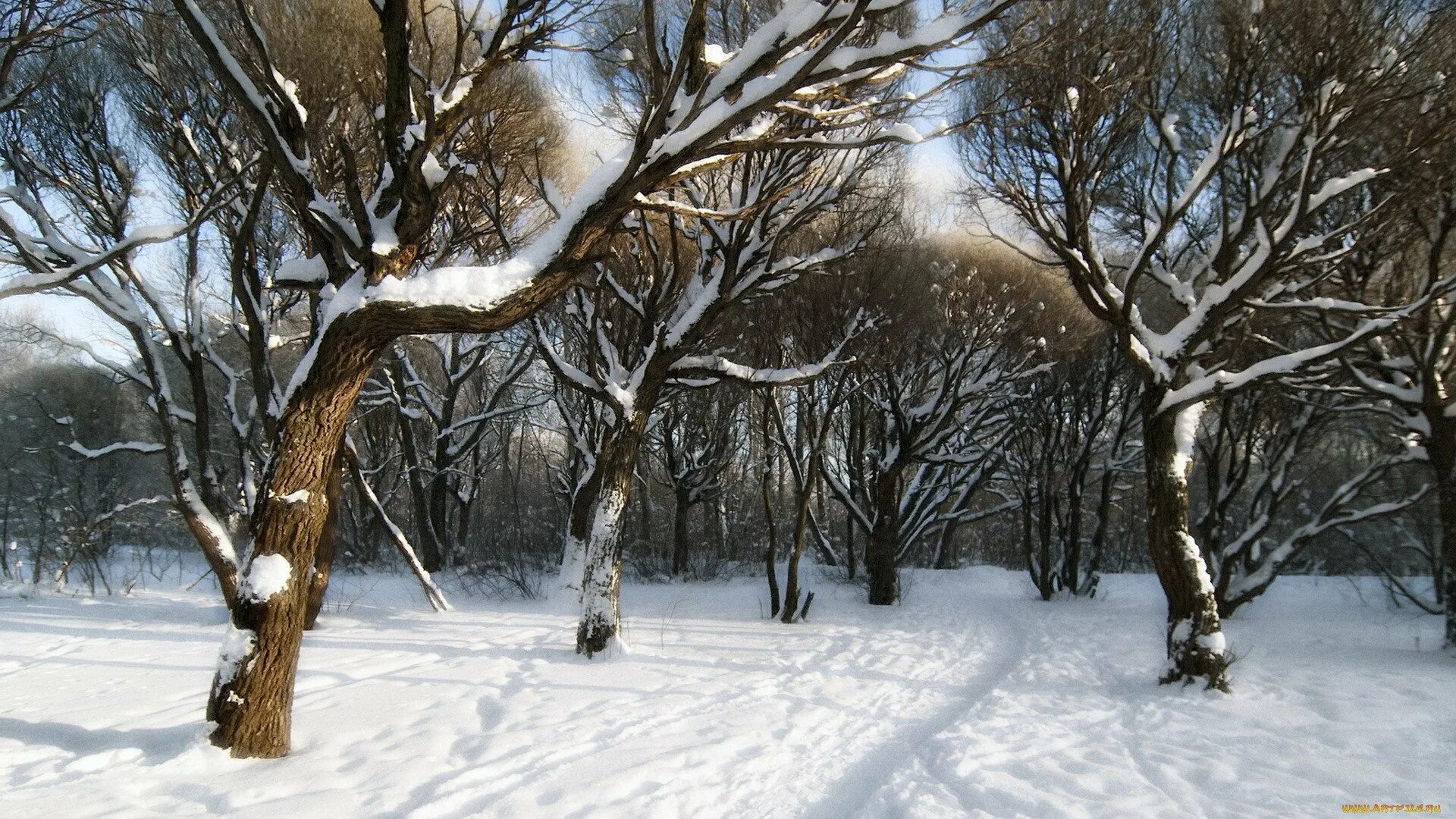 На ветвях снег лежит деревьев. Ветки в снегу. Заснеженные деревья. Деревья в снегу. Деревья в снегу.