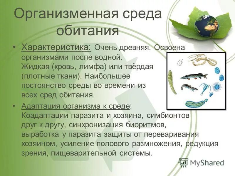 Организменная среда тест