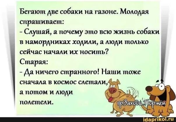 Анекдот про двух собак. Анекдот про старого и молодого пса. Анекдоты от Норкина. Анекдоты от Норкина ржали до 5 утра. Анекдоты от норкина слушать