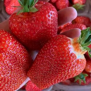 Клубника азия описание сорта и характеристика фото