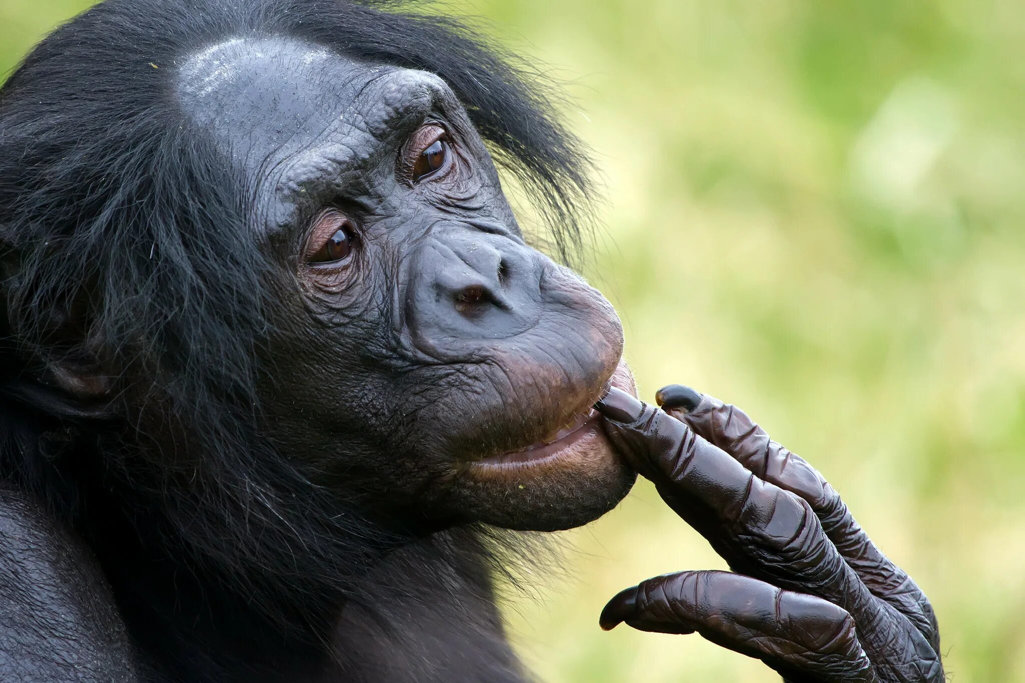 Ногти обезьяны. Шимпанзе бонобо. Карликовые шимпанзе бонобо. Шимпанзе бонобо фото. Смешные обезьянки бонобо.