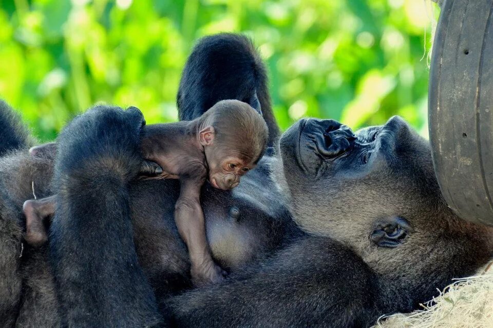 Забота о детенышах. Детеныш обезьяны. Животные заботятся о потомстве. Забота животные. Детеныш гориллы.